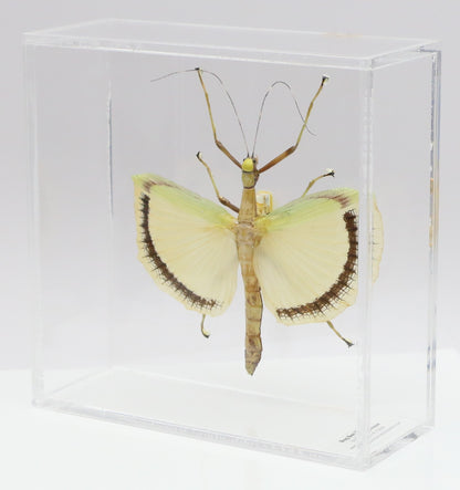 9060721 - Real Bug Acrylic Display Box - 6" X 6" - Yellow Wing Walking Stick (Tagesoidea nigrofasciata) - Female