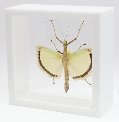 9060721 - Real Bug Acrylic Display Box - 6" X 6" - Yellow Wing Walking Stick (Tagesoidea nigrofasciata) - Female