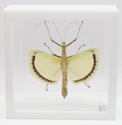 9060721 - Real Bug Acrylic Display Box - 6" X 6" - Yellow Wing Walking Stick (Tagesoidea nigrofasciata) - Female