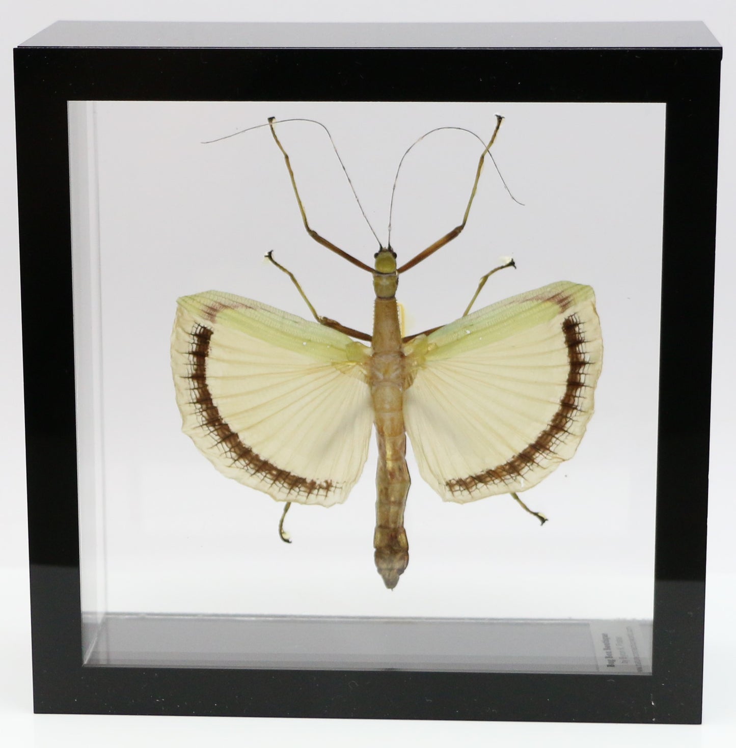 9060721 - Real Bug Acrylic Display Box - 6" X 6" - Yellow Wing Walking Stick (Tagesoidea nigrofasciata) - Female