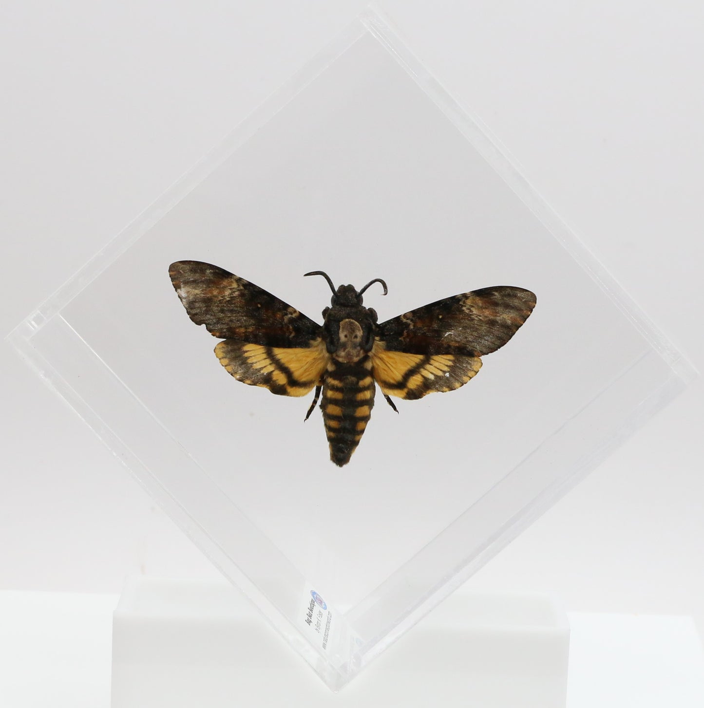 9050560 - Real Butterfly Acrylic Display Box - 5"X5" - Death's Head Hawkmoth (Acherontia atropos)