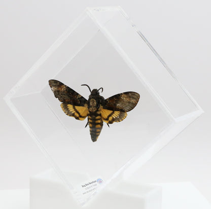 9050560 - Real Butterfly Acrylic Display Box - 5"X5" - Death's Head Hawkmoth (Acherontia atropos)