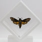 9050560 - Real Butterfly Acrylic Display Box - 5"X5" - Death's Head Hawkmoth (Acherontia atropos)
