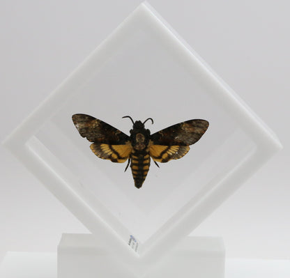 9050560 - Real Butterfly Acrylic Display Box - 5"X5" - Death's Head Hawkmoth (Acherontia atropos)