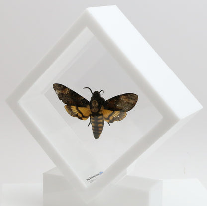 9050560 - Real Butterfly Acrylic Display Box - 5"X5" - Death's Head Hawkmoth (Acherontia atropos)