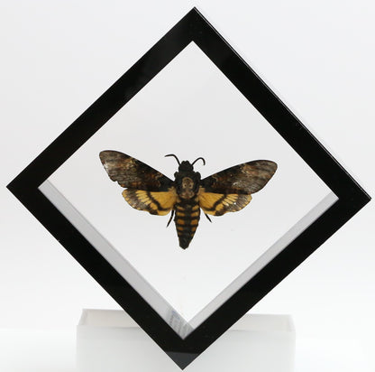 9050560 - Real Butterfly Acrylic Display Box - 5"X5" - Death's Head Hawkmoth (Acherontia atropos)