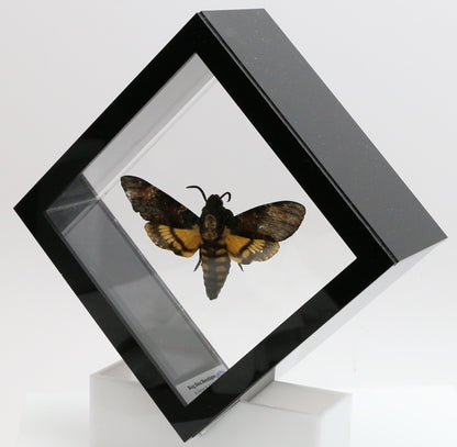 9050560 - Real Butterfly Acrylic Display Box - 5"X5" - Death's Head Hawkmoth (Acherontia atropos)