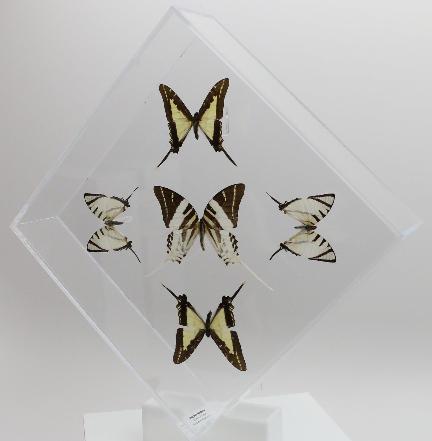 9101025 - Real Butterfly Acrylic Display Box - 10" X 10" - Swordtails