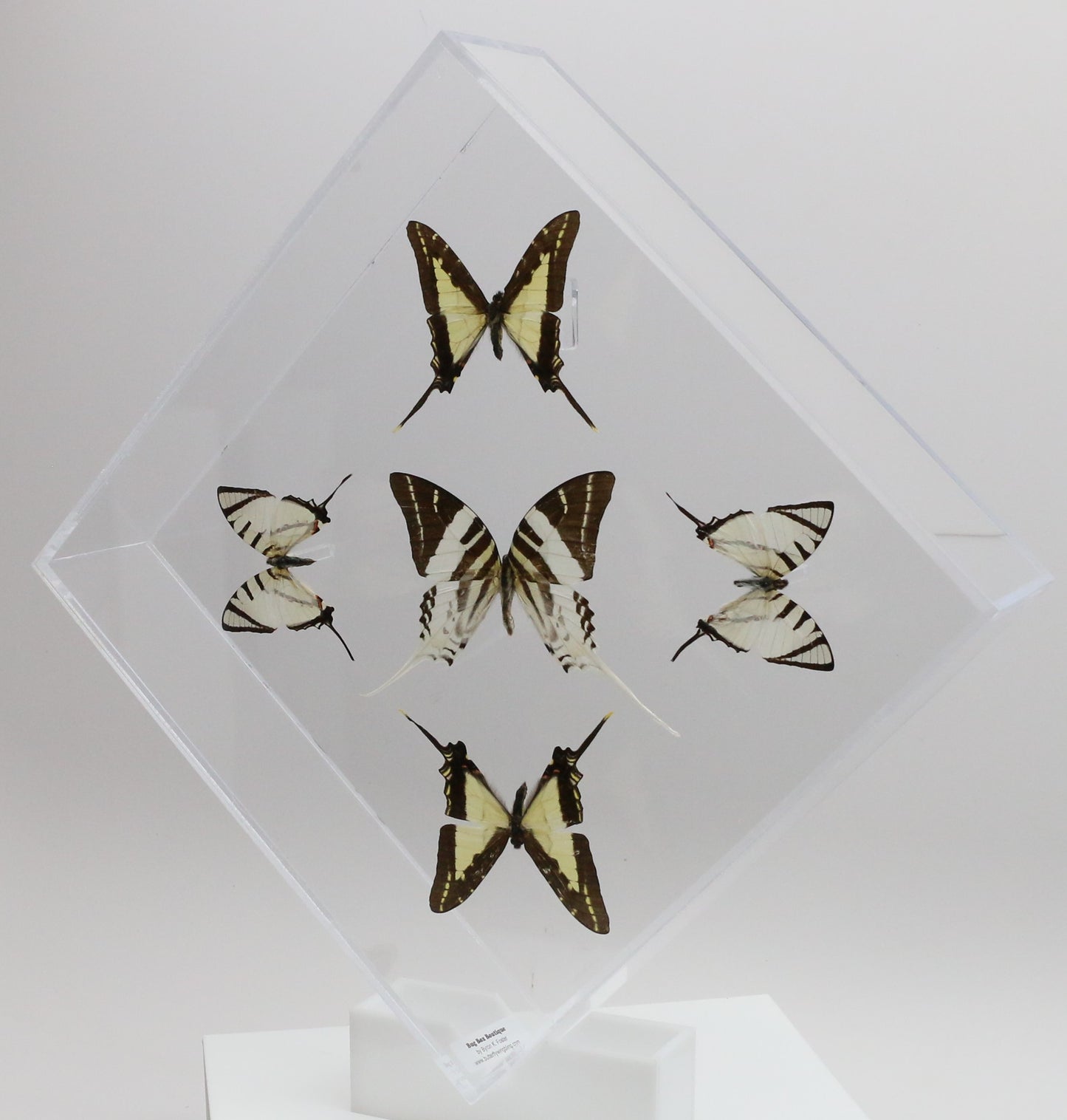9101025 - Real Butterfly Acrylic Display Box - 10" X 10" - Swordtails