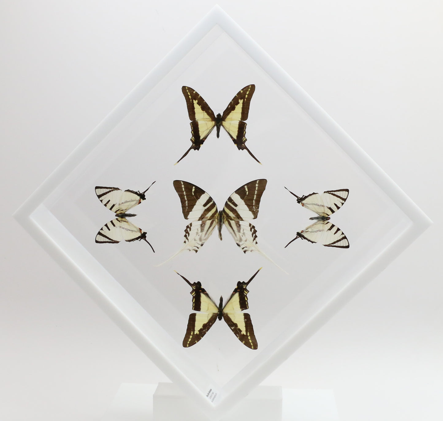 9101025 - Real Butterfly Acrylic Display Box - 10" X 10" - Swordtails