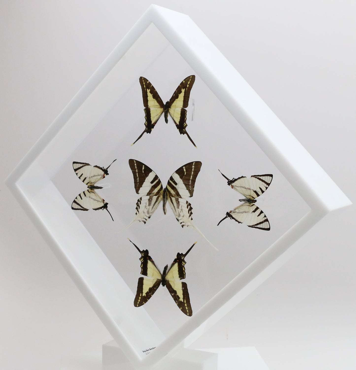 9101025 - Real Butterfly Acrylic Display Box - 10" X 10" - Swordtails