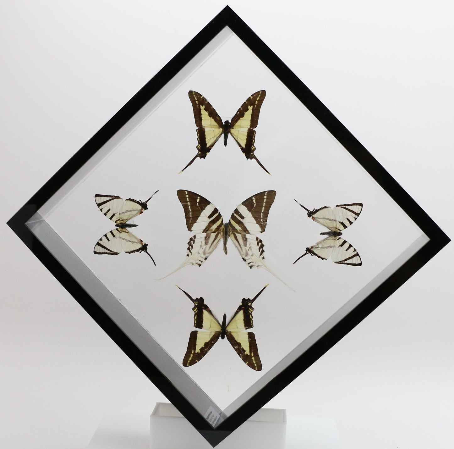 9101025 - Real Butterfly Acrylic Display Box - 10" X 10" - Swordtails