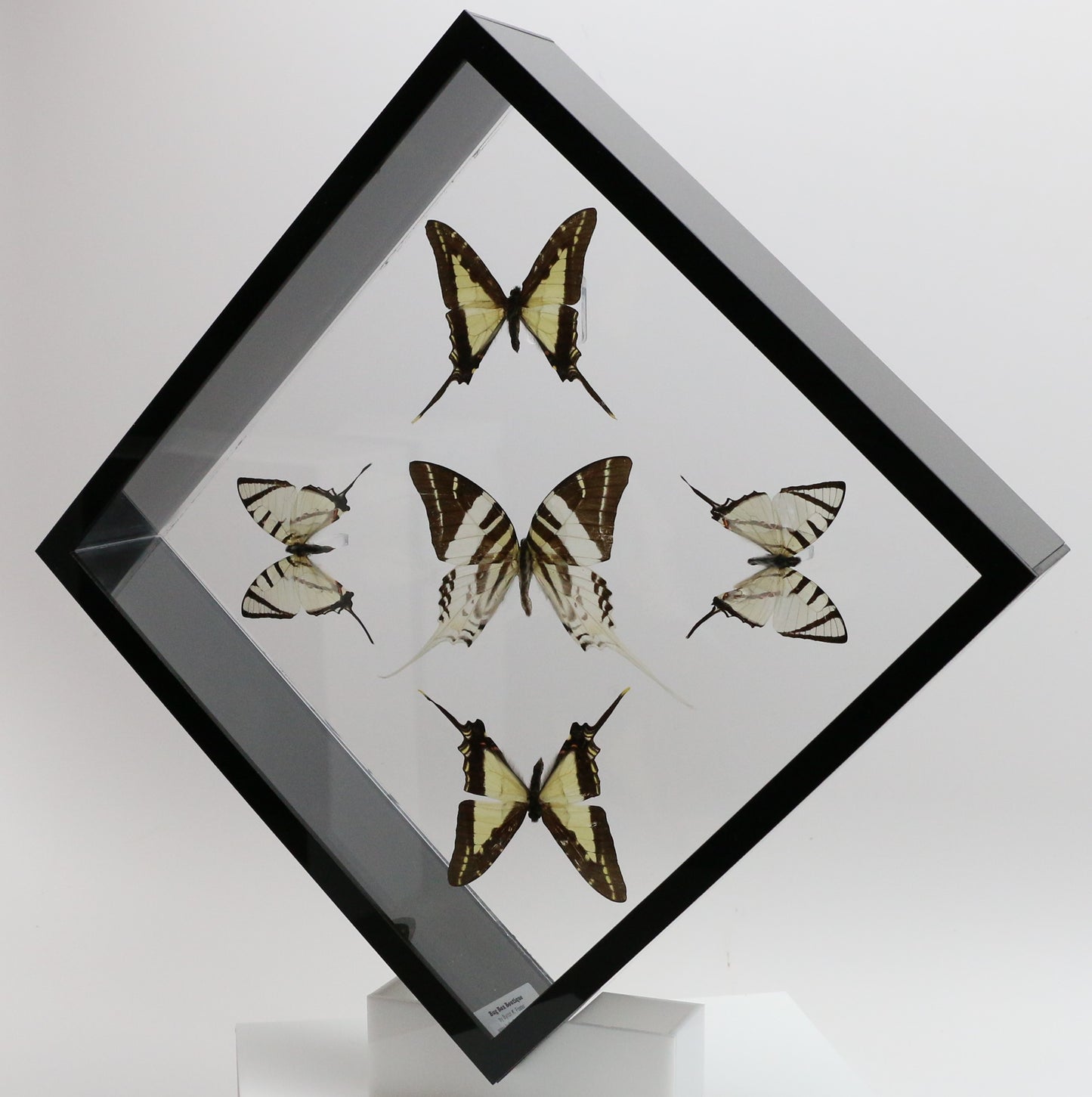 9101025 - Real Butterfly Acrylic Display Box - 10" X 10" - Swordtails