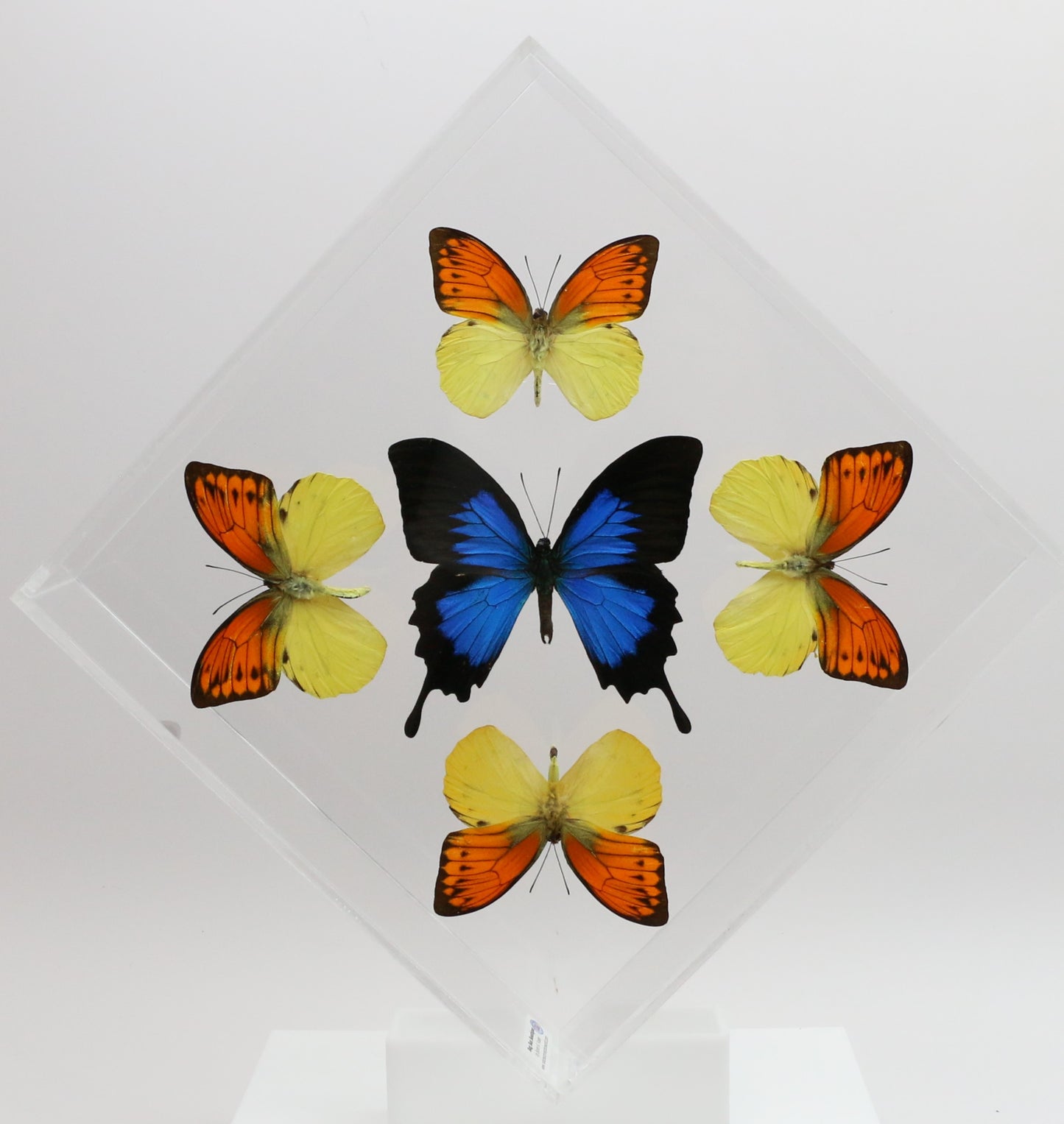 9101022 - Real Butterfly Acrylic Display Box - 10" X 10" - Vibrant Sulphurs / Blue Mountain Swallowtail