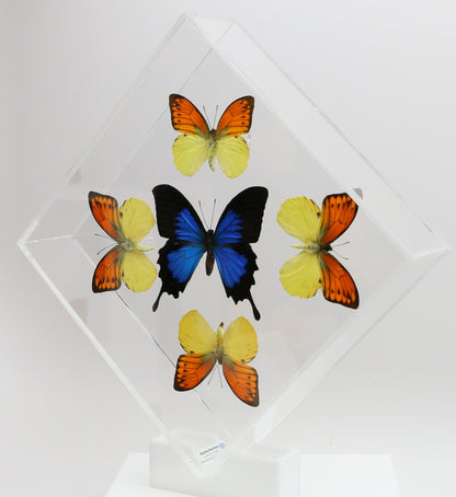 9101022 - Real Butterfly Acrylic Display Box - 10" X 10" - Vibrant Sulphurs / Blue Mountain Swallowtail