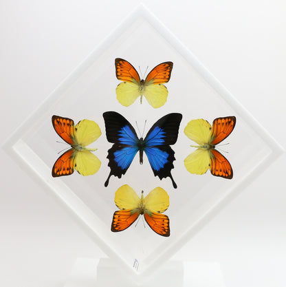 9101022 - Real Butterfly Acrylic Display Box - 10" X 10" - Vibrant Sulphurs / Blue Mountain Swallowtail