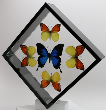 9101022 - Real Butterfly Acrylic Display Box - 10" X 10" - Vibrant Sulphurs / Blue Mountain Swallowtail