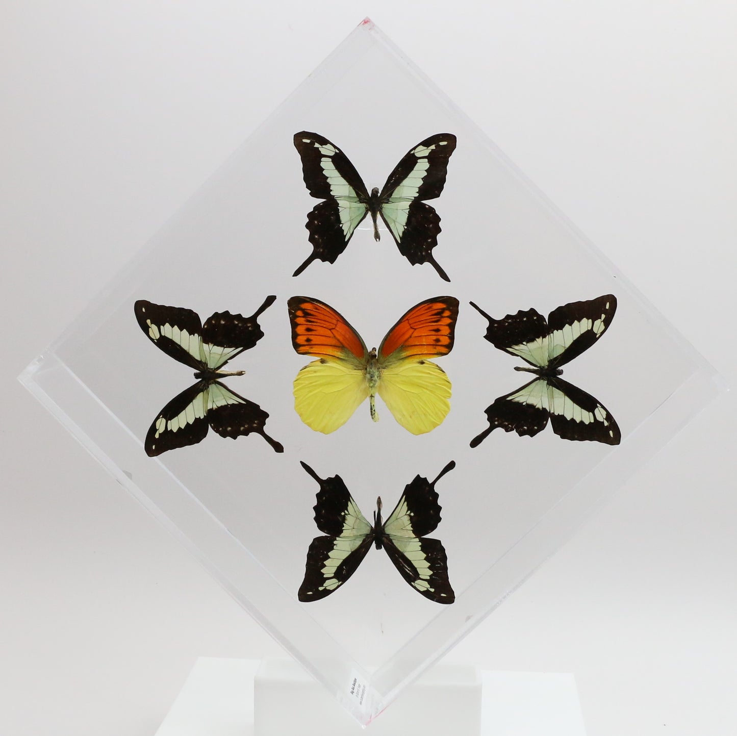 9101021 - Real Butterfly Acrylic Display Box - 10" X 10" - Apple Green Swallowtail / Vibrant Sulphur