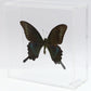 9060613 - Real Butterfly Acrylic Display Box - 6" X 6" - Alpine Black Swallowtail (Papilio maackii) - Summer