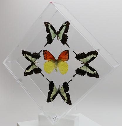 9101021 - Real Butterfly Acrylic Display Box - 10" X 10" - Apple Green Swallowtail / Vibrant Sulphur