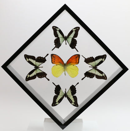 9101021 - Real Butterfly Acrylic Display Box - 10" X 10" - Apple Green Swallowtail / Vibrant Sulphur