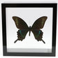 9060613 - Real Butterfly Acrylic Display Box - 6" X 6" - Alpine Black Swallowtail (Papilio maackii) - Summer