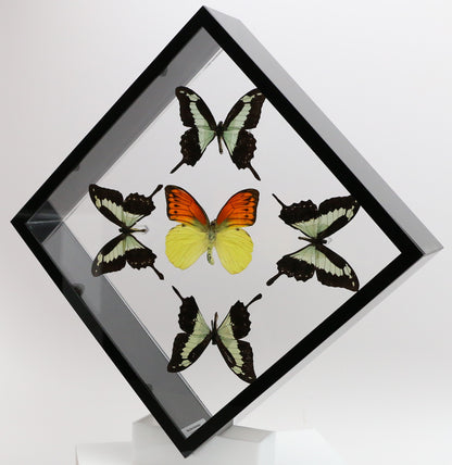 9101021 - Real Butterfly Acrylic Display Box - 10" X 10" - Apple Green Swallowtail / Vibrant Sulphur