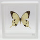 9060610 - Real Butterfly Acrylic Display Box - 6" X 6" - African Swallowtail (Papilio dardanus)