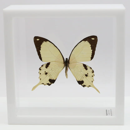 9060610 - Real Butterfly Acrylic Display Box - 6" X 6" - African Swallowtail (Papilio dardanus)