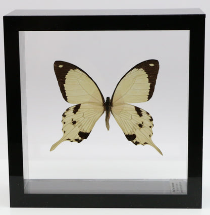 9060610 - Real Butterfly Acrylic Display Box - 6" X 6" - African Swallowtail (Papilio dardanus)