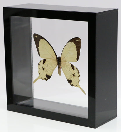 9060610 - Real Butterfly Acrylic Display Box - 6" X 6" - African Swallowtail (Papilio dardanus)