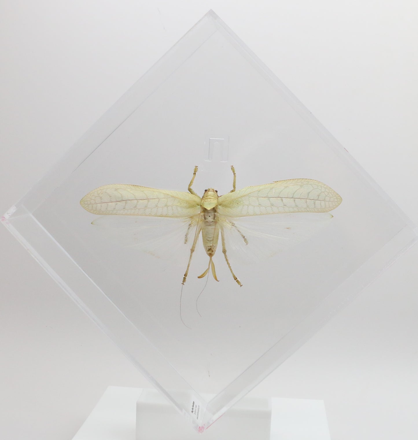 9101052 - Real Bug Acrylic Display Box - 10" X 10" - Giant Katydid