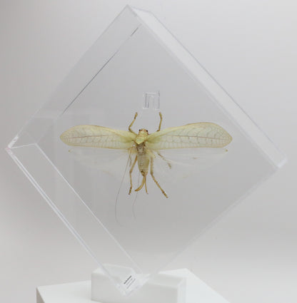 9101052 - Real Bug Acrylic Display Box - 10" X 10" - Giant Katydid