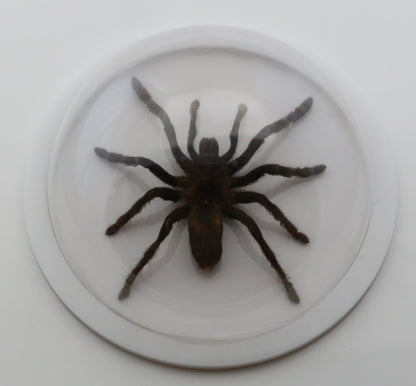 760361 - Dome Displays - Large (136mm) - White - Asian Tarantula