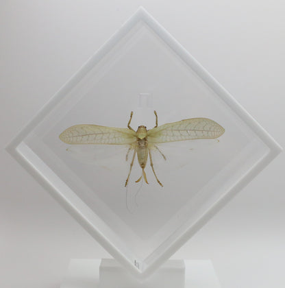 9101052 - Real Bug Acrylic Display Box - 10" X 10" - Giant Katydid