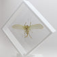 9101052 - Real Bug Acrylic Display Box - 10" X 10" - Giant Katydid