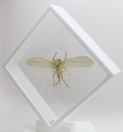 9101052 - Real Bug Acrylic Display Box - 10" X 10" - Giant Katydid