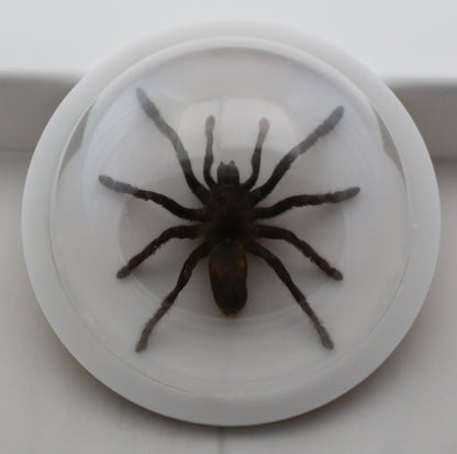 760361 - Dome Displays - Large (136mm) - White - Asian Tarantula