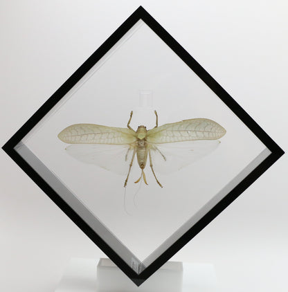 9101052 - Real Bug Acrylic Display Box - 10" X 10" - Giant Katydid