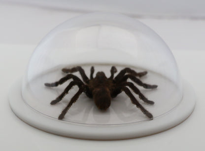 760361 - Dome Displays - Large (136mm) - White - Asian Tarantula