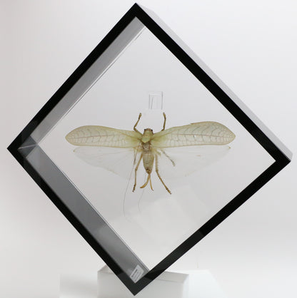 9101052 - Real Bug Acrylic Display Box - 10" X 10" - Giant Katydid