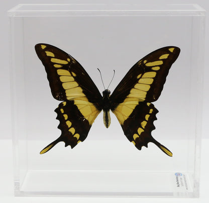 9060607 - Real Butterfly Acrylic Display Box - 6" X 6" - King Swallowtail (Papilio thoas)