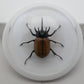 760461 - Dome Displays - Ex. Large (156mm) - White - 5 Horn Hercules Beetle