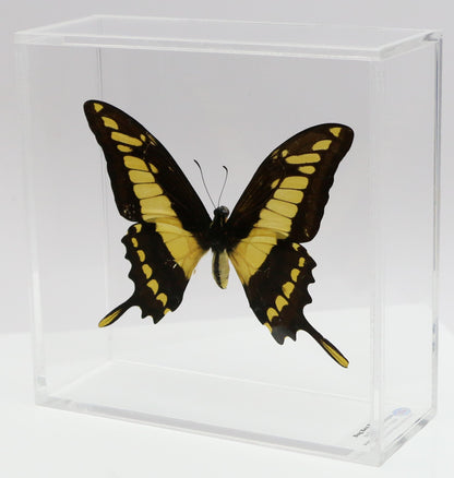 9060607 - Real Butterfly Acrylic Display Box - 6" X 6" - King Swallowtail (Papilio thoas)