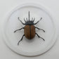 760461 - Dome Displays - Ex. Large (156mm) - White - 5 Horn Hercules Beetle