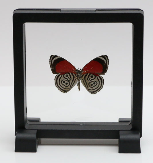 780000 - Floating Frame Display - 90x90mm - Black - BD Butterfly