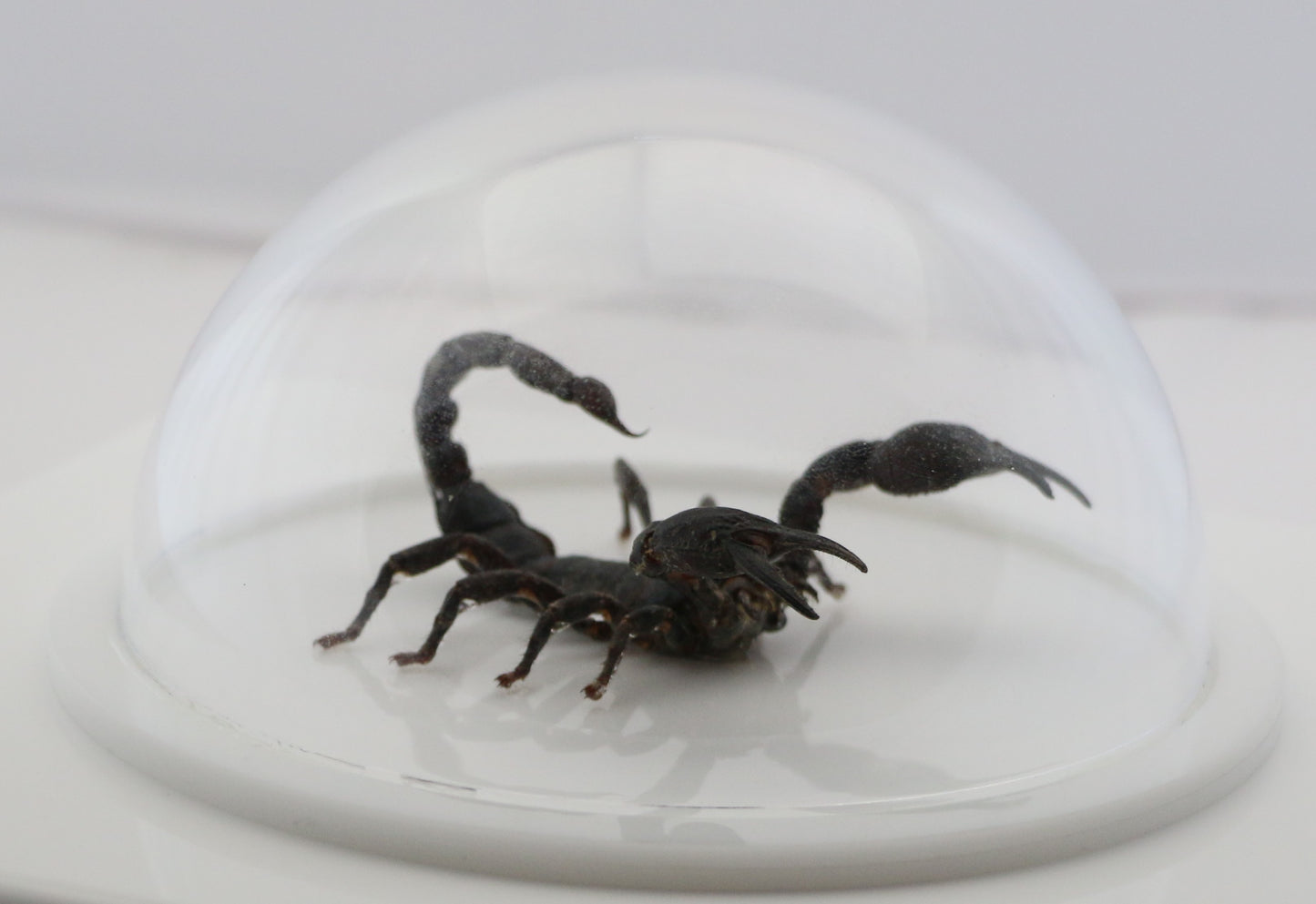 760462 - Dome Displays - Ex. Large (156mm) - White - Asian Giant Forest Scorpion﻿ (Heterometrus laoticus)