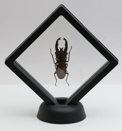 780060 - Floating Frame Display - 90x90mm - Black - Beetle