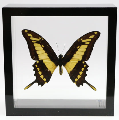 9060607 - Real Butterfly Acrylic Display Box - 6" X 6" - King Swallowtail (Papilio thoas)