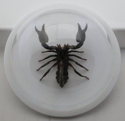 760462 - Dome Displays - Ex. Large (156mm) - White - Asian Giant Forest Scorpion﻿ (Heterometrus laoticus)